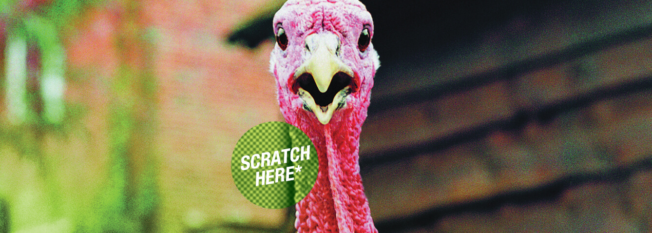 Turkey With Scratch Here for IT Consultation